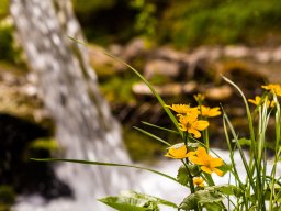 Sumpfdotterblume - Wengergraben